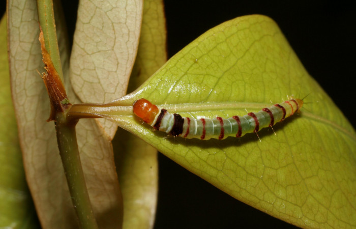 Figura 2. Larva <i>Dichomeris</i> designatellaDHJ02 (Gelechiidae), penúltimo estadío (PU) vista dorsal, localidad Loaciga, Sector Pitilla ACG (445m). Voucher: 05-SRNP-34677-DHJ424465.jpg.
