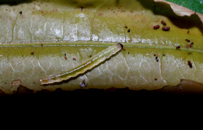 Figura 17. Larva <i>Dichomeris</i> designatellaDHJ03 (Gelechiidae), penúltimo estadío (PU) vista dorsal, localidad Loaiciga, Sector Pitilla ACG (445m). Voucher: 09-SRNP-32667-DHJ464346.jpg.