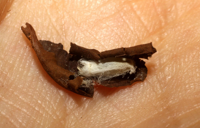 Figura 10. Capullo de parásito <i>Hypomicrogaster</i> Janzen14 (Braconidae) que ataca <i>Dichomeris</i> designatellaDHJ02 (Gelechiidae), localidad Tajo Angeles, Sector San Cristóbal ACG (540m). Voucher: 10-SRNP-5516-DHJ480322.jpg.