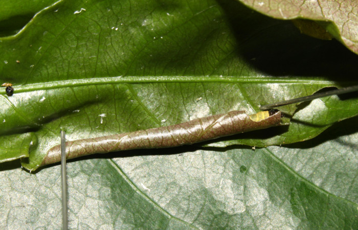 Figura 13. Habitat de <i>Dichomeris</i> Janzen179 (Gelechiidae), último estadío (U) vista dorsal, localidad Ingas, Sector Pitilla ACG (580m). Voucher: 13-SRNP-30197-DHJ700493.jpg.