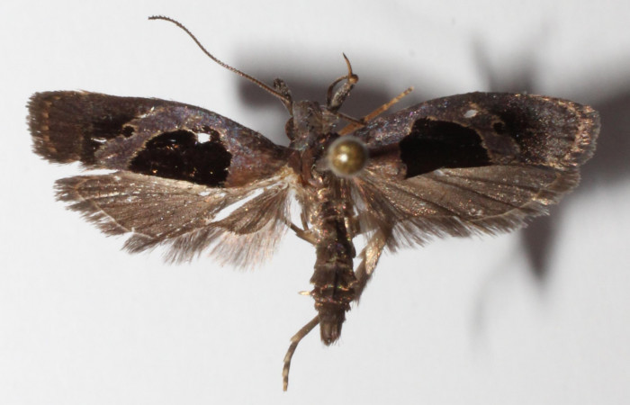 Figura 7. Adulto de <i>Dichomeris</i> designatellaDHJ02 (Gelechiidae), vista dorsal, localidad Tajo Angeles, Sector San Cristóbal ACG (540m). Voucher: 14-SRNP-2753-DHJ903290.jpg.