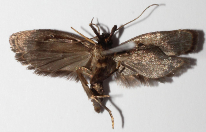 Figura 8. Adulto de <i>Dichomeris</i> designatellaDHJ02 (Gelechiidae), vista ventral, localidad Tajo Angeles, Sector San Cristóbal ACG (540m). Voucher: 14-SRNP-2753-DHJ903291.jpg.