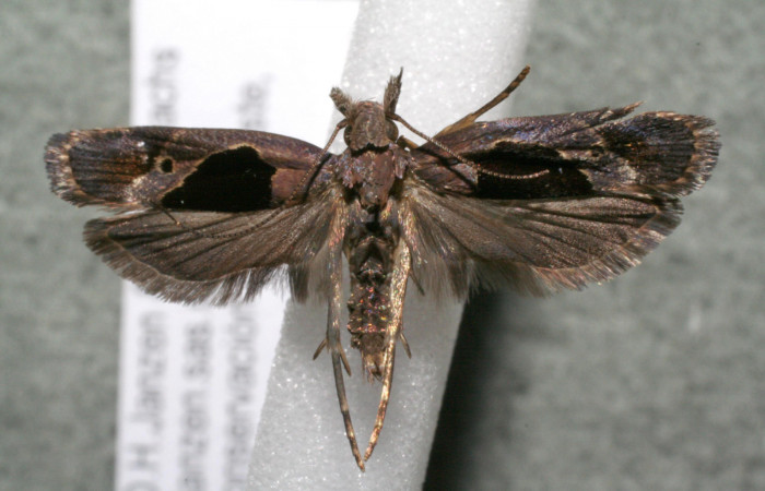 Figura 1. Adulto de <i>Dichomeris</i> designatellaDHJ02 (Gelechiidae), vista dorsal, localidad Ingas, Sector Pitilla ACG (580m). Voucher: 17-SRNP-30990-DHJ951600.jpg.