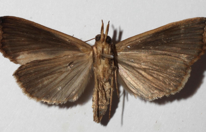 Fig. 10 Adulto <i>Plusiodonta nitissima</i> (Erebidae), vista ventral mide 37mm. Sendero Cuestona, Sector Pitilla, 640m. 18-SRNP-30199-DHJ937541.
