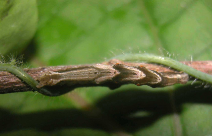 Fig. 5 Larva <i>Plusiodonta effulgens</i> (Erebidae), mide 35mm. Pasmompa, Sector Pitilla, 440m. 04-SRNP-56442-DHJ400243.jpg