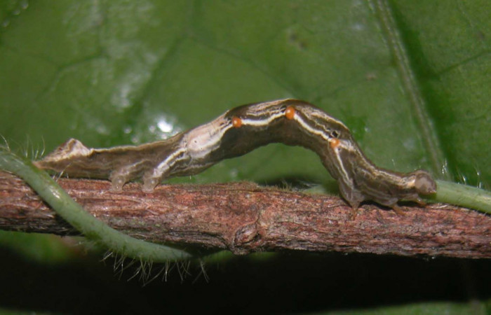 Fig. 6 Larva <i>Plusiodonta effulgens</i> (Erebidae), mide 35mm. Pasmompa, Sector Pitilla, 440m. 04-SRNP-56442-DHJ400244.jpg
