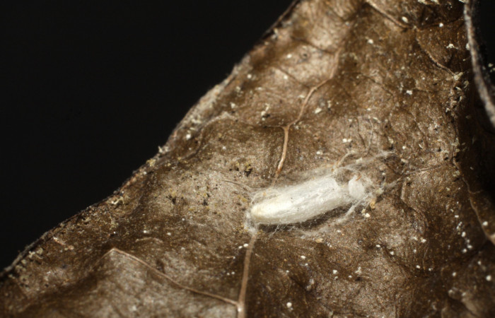 Figura 9.Capullo de parásito <i>Apanteles</i> Rodriguez216 de la familia Braconidae, puesto en larva <i>Ethmia baliostola</i>.  Voucher, 09-SRNP-40659-DHJ476410.