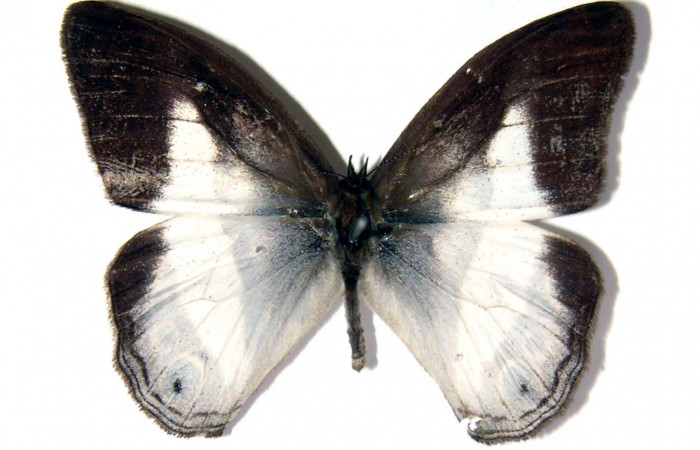 Figura 15. Adulto de <i>Pareuptychia</i> metaleucaDHJ02 (Nymphalidae) macho vista dorsal, localidad Tangelo Sector Del Oro ACG (410m). Voucher: 02-SRNP-14005-DHJ96636.jpg.