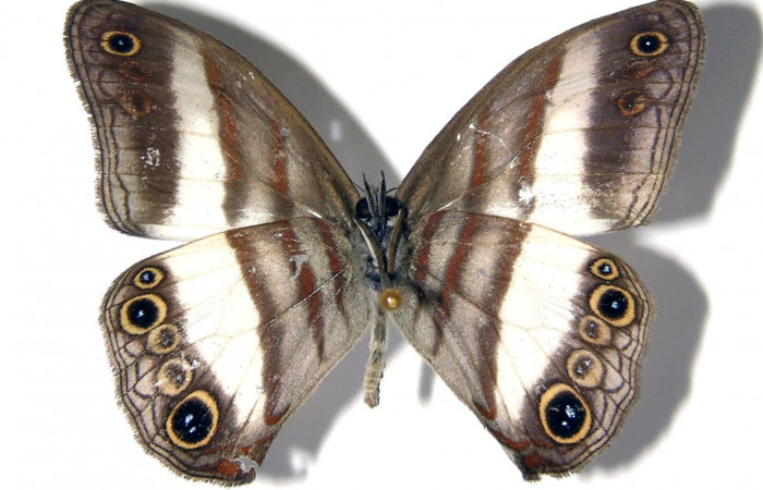 Figura 16. Adulto de <i>Pareuptychia</i> metaleucaDHJ02 (Nymphalidae) macho vista dorsal, localidad Tangelo Sector Del Oro ACG (410m). Voucher: 02-SRNP-14005-DHJ96637.jpg.