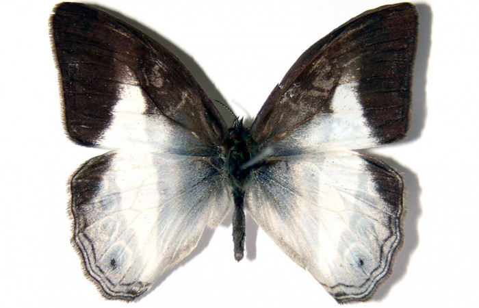 Figura 1. Adulto <i>Pareuptychia metaleuca</i> (Nymphalidae), mostrando vista dorsal, localidad Canyon Rio Mena, Sector Del Oro ACG (560m) Voucher: 02-SRNP-5982-DHJ96634jpg.