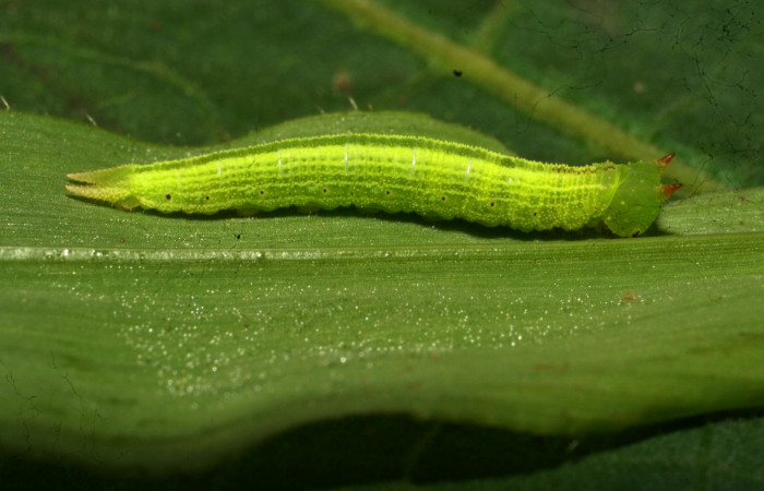 Figura 17. Larva <i>Pareuptychia ocirrhoe</i> (Nymphalidae), en penúltimo estadío (PU)), vista lateral, localidad Ingas Sector Pitilla ACG (580m). Voucher: 11-SRNP-30584-DHJ481625.jpg.