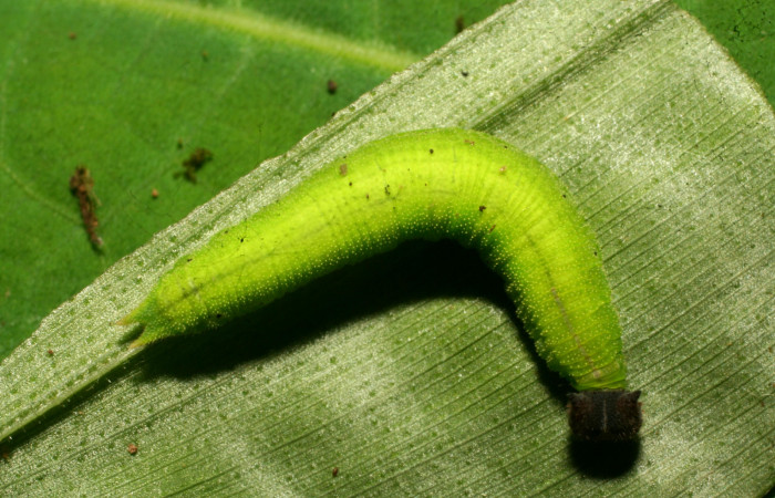 Figura 2. Larva <i>Pareuptychia metaleuca</i> (Nymphalidae), en último estadío (U), vista dorsal, localidad Estación Pitilla Sector Pitilla ACG (675m). Voucher: 11-SRNP-30763-DHJ481973.jpg.