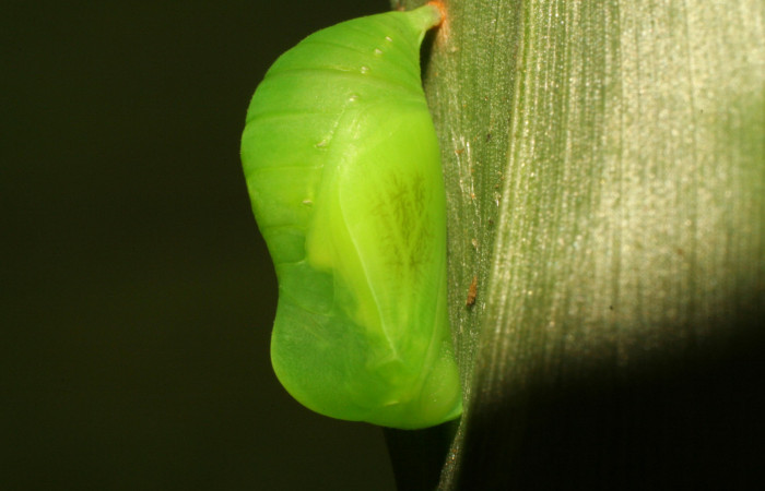 Figura 13. Pupa de <i>Pareuptychia</i> metaleucaDHJ02 (Nymphalidae), vista dorsal, localidad Estación Pitilla Sector Pitilla ACG (675m). Voucher: 11-SRNP-32993-DHJ484668.jpg.