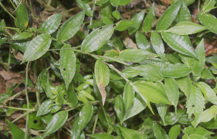 Figura 23. Planta hospedera de <i>Pareuptychia metaleuca </i>(Nymphalidae), esta planta se llama <i>Ichnanthus pallens</i> (Poaceae), ocalidad Sendero Manguera Estación Quica Sector Pitilla ACG (470m), foto: Ricardo Calero 26 Mayo 2022.