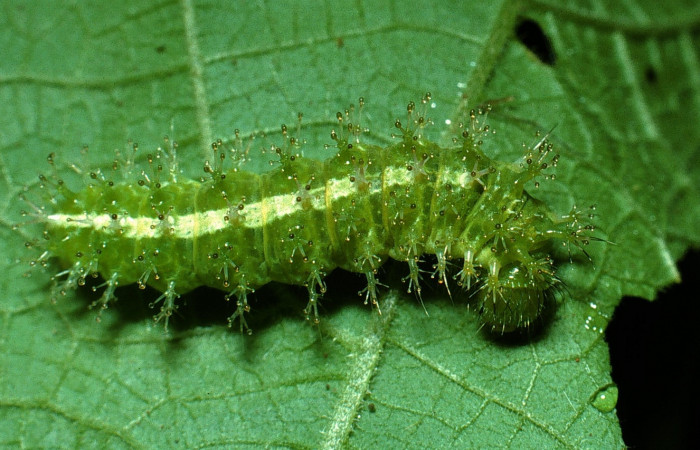 Fig 1. Larva <i>Dynamine postverta</i>, ultimo estadio, 18 mm de largo, datos de la imagen (07/24/2003).  Voucher 03-SRNP-17583-DHJ76885.jpg