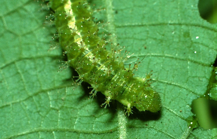 Fig 3. Larva <i>Dynamine postverta</i>, ultimo estadio, 18 mm de largo. Voucher 03-SRNP-17583-DHJ76886.jpg.