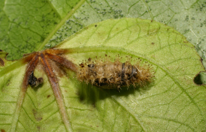 Fig 17. Capullo de parásito de larva <i>Dynamine postverta</i> especie <i>Microcharops</i> tibialisDHJ09, familia Ichneumonidae, en último estadio, 9 mide largo. Voucher 06-SRNP-31255-DHJ425012.jpg.