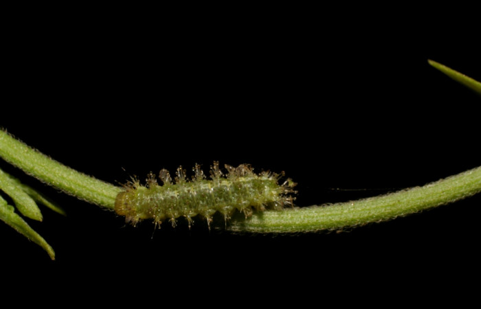 Fig 5. Larva <i>Dynamine postverta</i>, vista desde el frente  penúltimo estadio, 7 mm de largo, Estación Biológica Pitilla. Voucher 06-SRNP-31258-DHJ425015.jpg