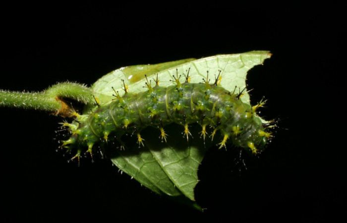 Fig 14. <i>Dynamine sosthenes</i>, vista dorsal, último estadio. Planta hospedera <i>Acidoton nicaraguensis</i>, familia Euphorbiaceae. Voucher 06-SRNP-32143-DHJ413263.jpg