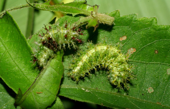 Fig 4. Larvas <i>Dynamine postverta</i>, ultimo estadio, 14 mm de largo, Estación Biológica La Perla.   Voucher 07-SRNP-58287-DHJ428683.jpg
