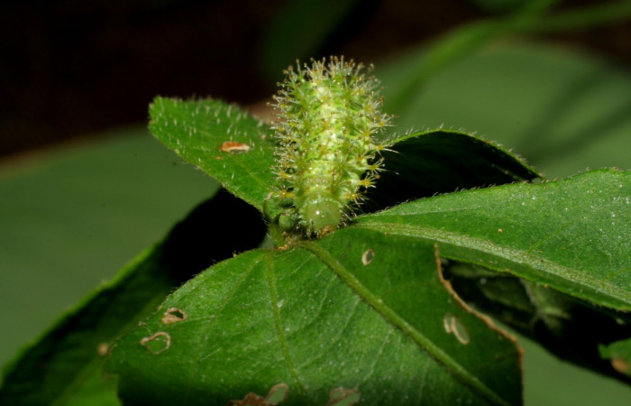 Fig 2. Larva <i>Dynamine postverta</i>, vista desde el frente, último estadio, 14 mm de largo, Estación Biológica La Perla. Voucher 07 SRNP-58287DHJ428685.jpg.