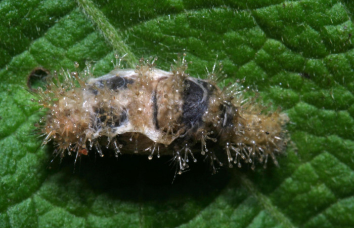 Fig 18. Capullo de parásito de larva <i>Dynamine postverta</i> especie </i>Microcharops</i> tibialisDHJ09, familia Ichneumonidae, con 10 mm de largo.Voucher 12-SRNP-30393-DHJ485218.jpg.