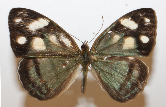 Fig 15. Adulto <i>Dynamine sosthenes</i>, Nymphalidae. Vista dorsal. Voucher 18-SRNP-20358-DHJ947252.