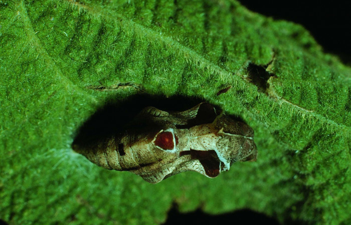 Fig 6. Pupa <i>Dynamine postverta</i>, vista dorsal entero, Santa Rosa, localidad bosque húmedo. Voucher 83-SRNP-1428-DHJ6765.jpg. 