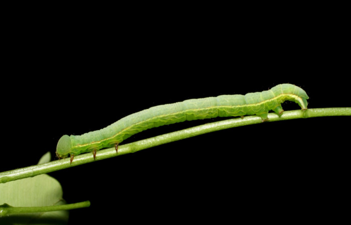 Fig.3 Vista lateral, <i>Lephana muffula</i> (Erebidae), se colectó 01 diciembre 2007, Sector Mundo nuevo, Vado Miramonte, 305mts. (07-SRNP-60751-DHJ435104.jpg)
