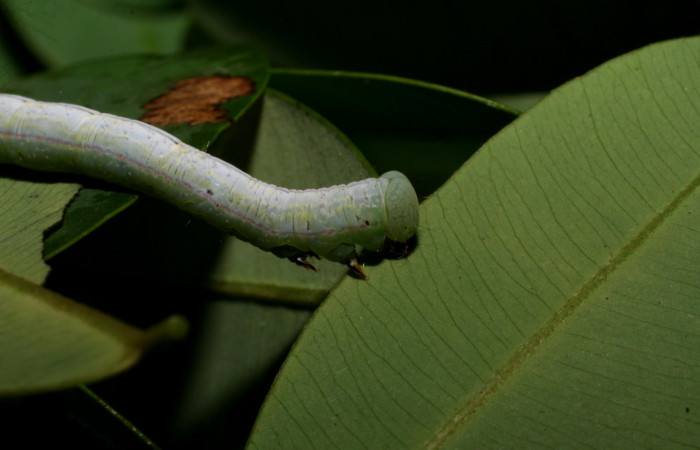 Fig.7 Vista lateral, tórax cabeza, <i>Lephana muffula</i> (Erebidae), se colectó 23 noviembre 2006, Sector Del Oro, Quebrada Raíz, 280mts. (06-SRNP-23369-DHJ424918.jpg).