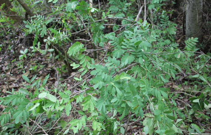 Fig.8 Planta <i>Machaerium salvadorense</i>, (Fabaceae), hospedera <i>Lephana muffula</i> (Erebidae): Sector Mundo Nuevo, Vado Ficus, Foto, Elieth Cantillano 6 mayo 2022. 
