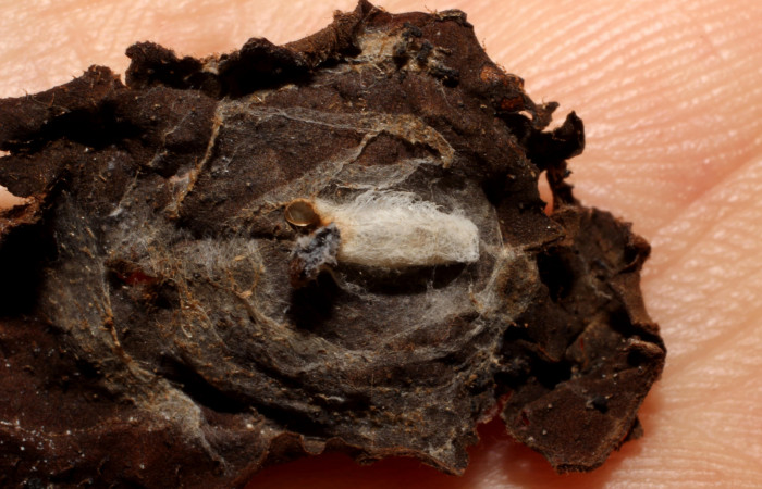 Figura 10. Capullo de Braconidae eclosionado <i>Hypomicrogaster</i>  Whitfield39 (Braconidae), color blanco. Voucher: 09-SRNP-22771-DHJ495898.jpg.