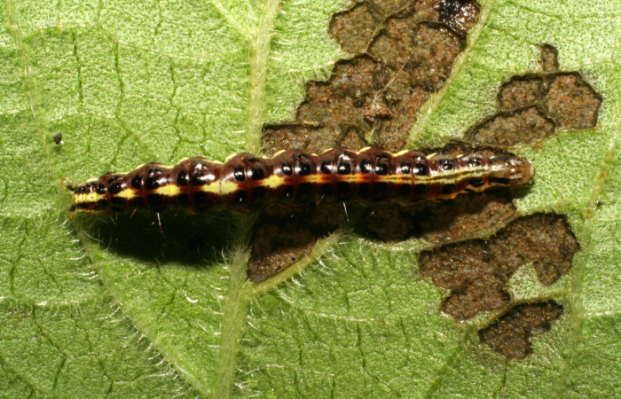 Figura 11. Larva <i>Hyalorista</i>exuvialisDHJ02 (Crambidae), color morado con rayas amarillas en el dorso, rayas amarillas en borde de las patas, posición lateral, mide 21 mm aproximadamente. Planta hospedera <i>Hyptis obtusifolia</i>, (Lamiaceae). Voucher: 06-SRNP-41804-DHJ414454.jpg.
