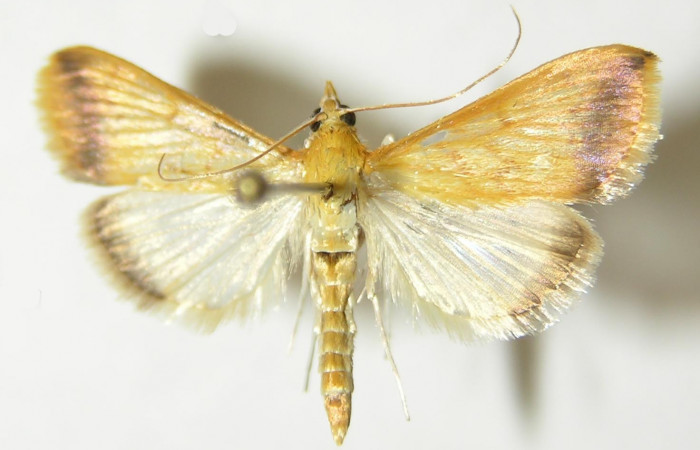 Figura 14. Adulto hembra <i>Hyalorista</i> exuvialisDHJ02 (Crambidae) posición dorsal, mide 21mm. Voucher: 10-SRNP-71650-DHJ535822.