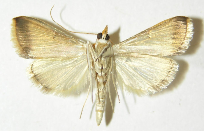 Figura 15. Adulto hembra <i>Hyalorista</i>exuvialisDHJ02 (Crambidae) posición dorsal, mide 21mm. Voucher: 10-SRNP-71650-DHJ535823