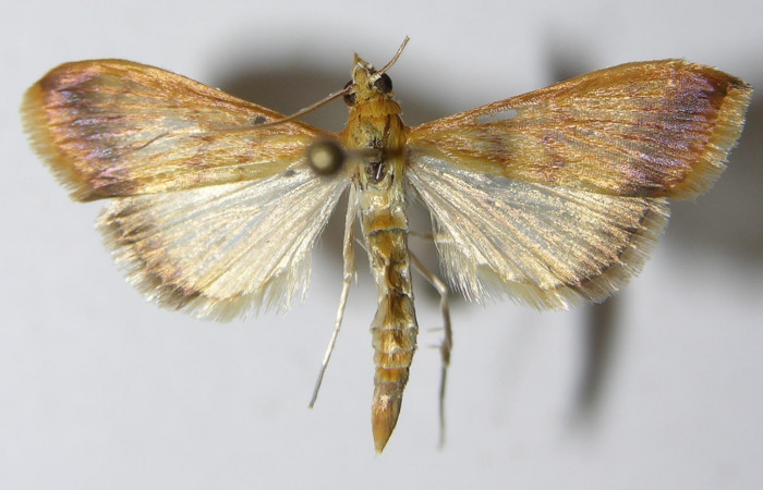 Figura 17. Adulto hembra <i>Hyalorista</i>exuvialisDHJ04 (Crambidae) posición dorsal, mide 21mm. Voucher: 11-SRNP-4261-DHJ559562.