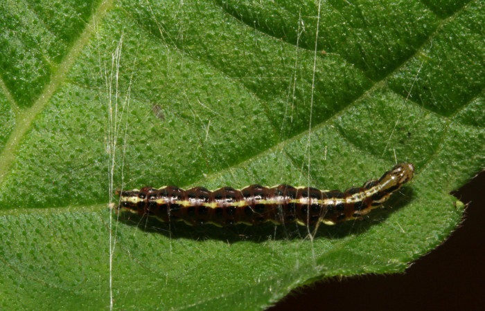 Figura 19. Larva <i>Hyalorista exuvialis</i>DHJ04 (Crambidae), color morado con rayas amarillas en el dorso, rayas amarillas en borde de las patas, posición dorsal, mide 21 mm aproximadamente. Planta hospedera <i>Hyptis obtusifolia</i>, (Lamiaceae). Voucher: 09-SRNP-280-DHJ450267.jpg.
