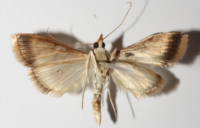 Figura 21. Adulto hembra <i>Hyalorista</i>exuvialisDHJ04 (Crambidae) posición dorsal, mide 21mm. Voucher: 14-SRNP-31671-DHJ901621