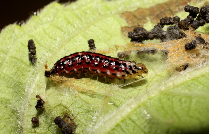 Figura 6. Larva <i>Hyalorista exuvialis</i> (Crambidae), en prepupa color rojo con manchas negras, posición lateral, mide 18 mm aproximadamente. Planta hospedera <i>Hyptis obtusifolia</i>, (Lamiaceae). Voucher: 10-SRNP-41242-DHJ468877.jpg