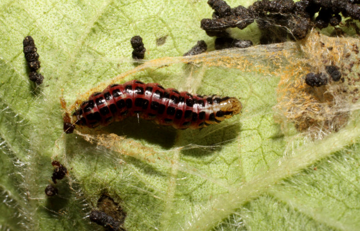 Figura 7. Larva <i>Hyalorista exuvialis</i> (Crambidae), en prepupa color rojo con manchas negras, posición lateral, mide 18 mm aproximadamente. Planta hospedera <i>Hyptis obtusifolia</i>, (Lamiaceae). Voucher: 10-SRNP-41242-DHJ468878.jpg.