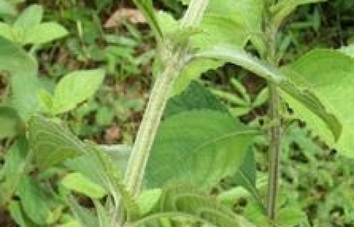 Figura 23. Planta hospedera, hierba parte enfocada arbusto <i>Hyptis obtusifolia</i> (Lamiaceae), planta donde se alimenta la larva <i>Hyalorista exuvialis</i> (Crambidae). Foto tomada por Jorge Hernandez,el 20 de Mayo de 2009, Estacion biológica Caribe.