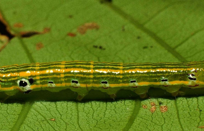 Fig. 19. Larva PU estadío <i>Elasmia</i> astutaDHJ02, posición lateral, Area de Conservación Guanacaste, Sector San Cristobal, Sendero corredor, elevación 620 m.s.n.m.  (00-SRNP-11144-DHJ54039.jpg).