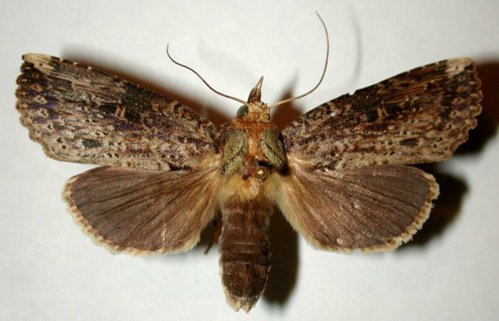 Fig. 20. Adulto <i>Elasmia</i> astutaDHJ02, posición dorsal, hembra, Area de Conservación Guanacaste, Sector San Cristobal, Río Blanco Abajo, elevación 500 m.s.n.m.  (00-SRNP-11318-DHJ32628).