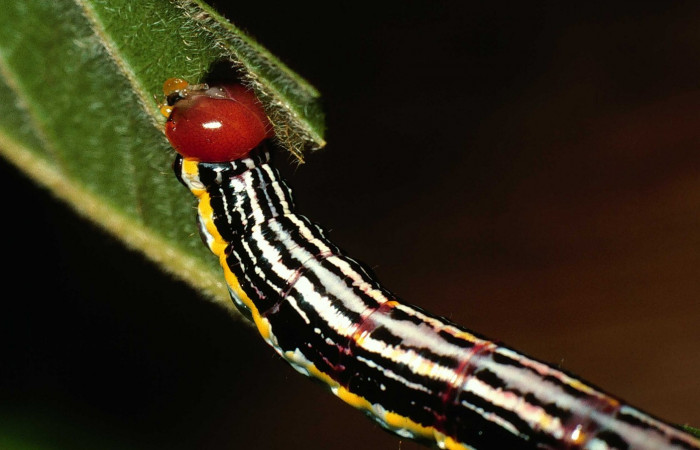 Fig. 11. Larva U estadío <i>Elasmia mandela</i>, posición delantera, Area de Conservación Guanacaste, Sector Santa Rosa, Bosque Húmedo, elevación 290 m.s.n.m.  (01-SRNP-15822-DHJ60553.jpg).