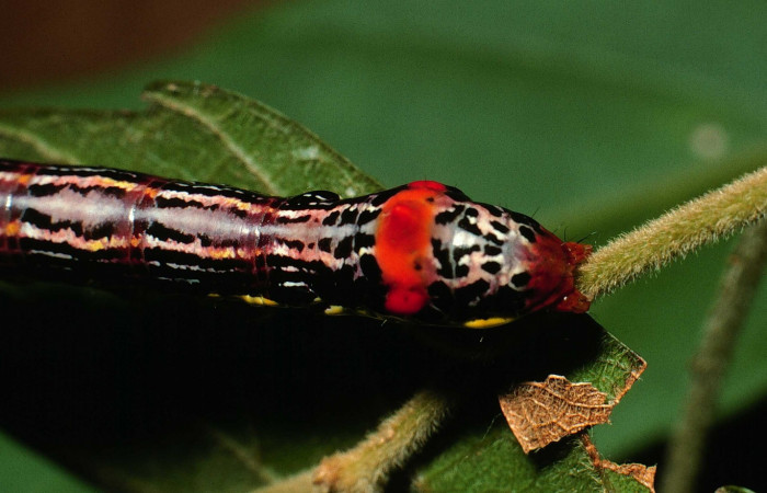 Fig. 12. Larva U estadío <i>Elasmia mandela</i>, posición trasera, Area de Conservación Guanacaste, Sector Santa Rosa, Bosque Húmedo, elevación 290 m.s.n.m.  (01-SRNP-15822-DHJ60554.jpg).
