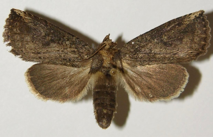 Fig. 18. Adulto <i>Elasmia mandela</i>, posición dorsal, hembra, Area de Conservación Guanacaste, Sector Santa Rosa, Bosque Húmedo, elevación 290 m.s.n.m.  (01-SRNP-15824-DHJ300638).