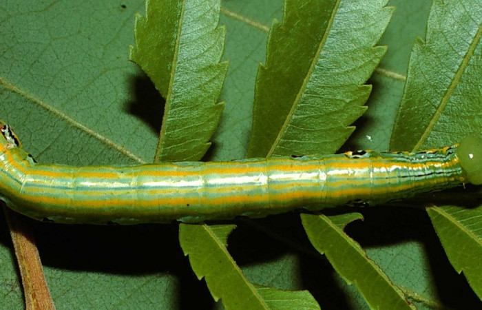 Fig. 14. Larva U estadío <i>Elasmia mandela</i>, posición lateral, Area de Conservación Guanacaste, Sector Santa Elena, Cañon Draga, elevación 290 m.s.n.m.  (02-SRNP-12911-DHJ68188.jpg).