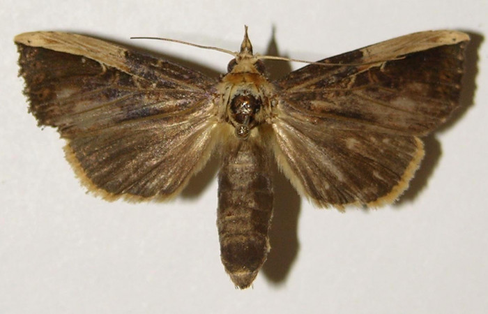 Fig. 22. Adulto <i>Elasmia schausi</i>, posición dorsal, hembra, Area de Conservación Guanacaste, Sector San Cristobal, Sendero Palo Alto, elevación 570 m.s.n.m.  (03-SRNP-7776-DHJ300648).