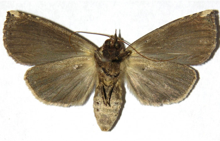 Fig. 3. Adulto <i>Elasmia mandela</i>, posición ventral, hembra, Area de Conservación Guanacaste, Sector Mundo Nuevo, Estación La Perla, elevación 325 m.s.n.m.  (05-SRNP-57332-DHJ311437).