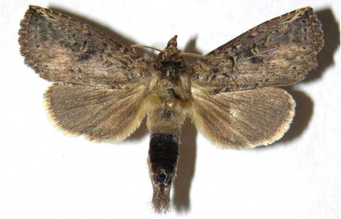 Fig. 4. Adulto <i>Elasmia mandela</i>, posición dorsal, macho, Area de Conservación Guanacaste, Sector Mundo Nuevo, Estación La Perla, elevación 325 m.s.n.m.  (05-SRNP-58742-DHJ311428).